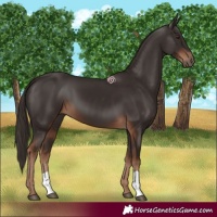 Horse Color:Liver Chestnut 