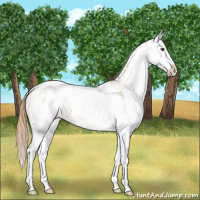Horse Color:White Spotted Chestnut Splash 