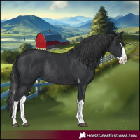 Horse Color:Black Splash Rabicano 