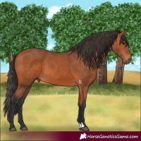Horse Color:Bay 