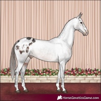 Horse Color:Brown Appaloosa 