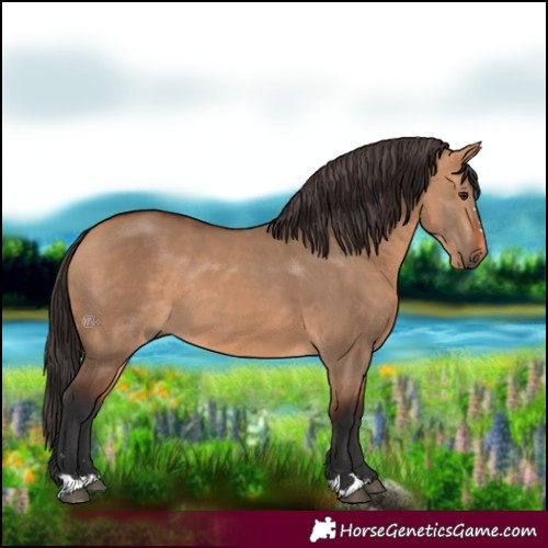 Horse Color:Bay Dun 