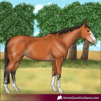 Horse Color:Bay 