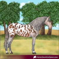 Horse Color:Bay Appaloosa 