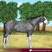 Horse Color:Blue Roan Splash 