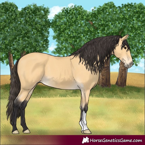 Horse Color:Buckskin 