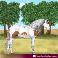Horse Color:Chestnut Splash Tobiano 
