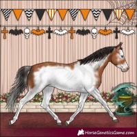 Horse Color:Bay Splash Frame