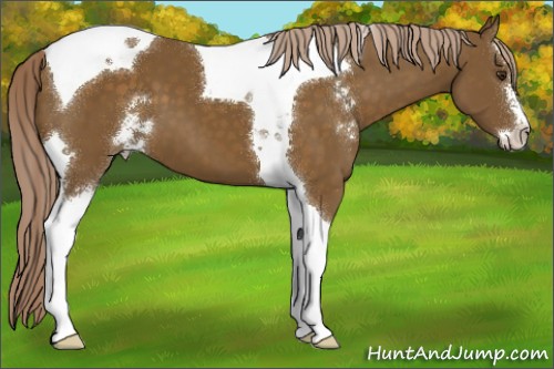 Horse Color:Chocolate Palomino Sabino Tobiano