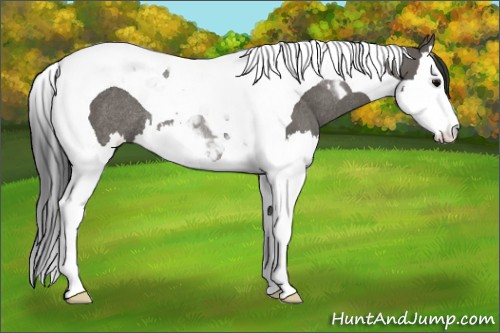 Horse Color:Grullo Splash Tobiano Rabicano
