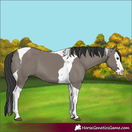 Horse Color:Grullo Splash Tobiano 