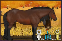 Horse Color:Gray Bay 