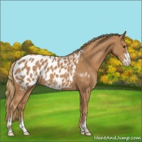 Horse Color:Chestnut Sabino Near Leopard 