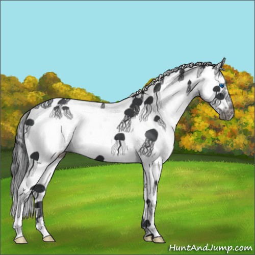 Horse Color:White Spotted Black Splash Frame 