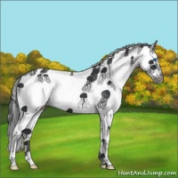 Horse Color:White Spotted Black Splash Frame 