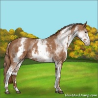 Horse Color:White Spotted Chestnut 