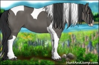 Horse Color:Grullo Splash Tobiano