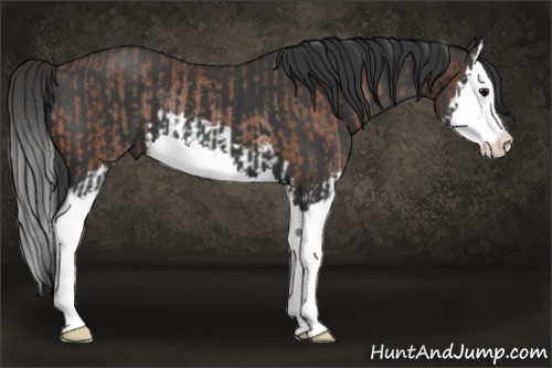Horse Color:Bay Splash Rabicano  and Black Splash 