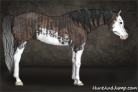 Horse Color:Bay Splash Rabicano  and Black Splash 