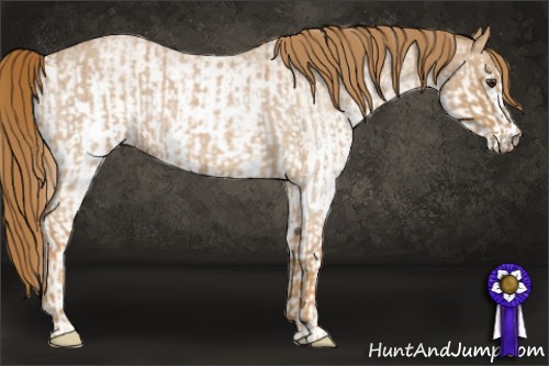 Horse Color:Red Roan  and White Spotted Red Roan 