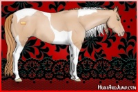 Horse Color:Gold Champagne Tobiano 