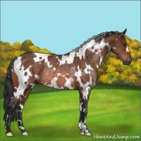 Horse Color:White Spotted Bay Rabicano 
