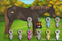 Horse Color:Liver Chestnut 