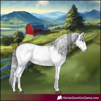 Horse Color:Gray White Spotted Black and Gray White Spotted Grullo