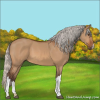 Horse Color:Silver Bay Dun 