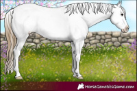 Horse Color:White Spotted Smoky Black Appaloosa 