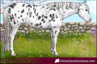 Horse Color:White Spotted Smoky Black Appaloosa 