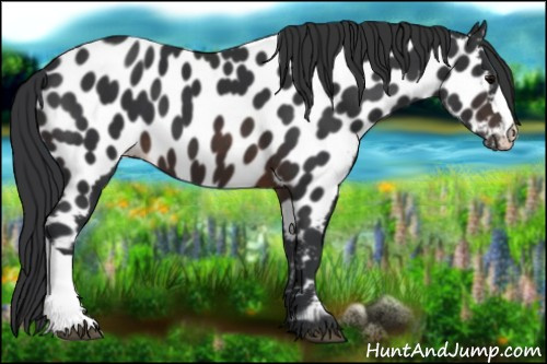 Horse Color:Brown Appaloosa
