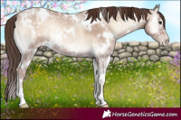 Horse Color:White Spotted Classic Champagne Ice Onyx