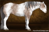 Horse Color:White Spotted Sable Champagne Rabicano 