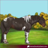 Horse Color:Liver Chestnut Tobiano 