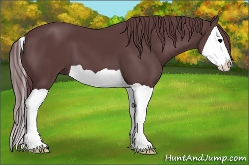 Horse Color:Chocolate Black Splash
