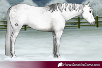 Horse Color:Gray White Spotted Brown Dun 