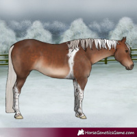 Horse Color:Silver Brown Tobiano 