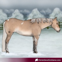 Horse Color:Silver Brown Dun Tobiano 