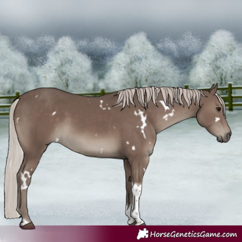 Horse Color:White Spotted Silver Black Tobiano 
