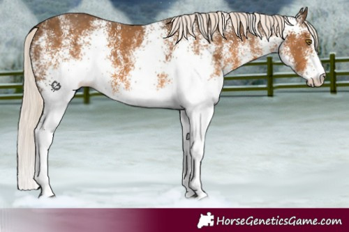 Horse Color:White Spotted Chocolate Palomino