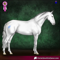 Horse Color:Gray White Spotted Bay Dun Sabino Splash Rabicano 