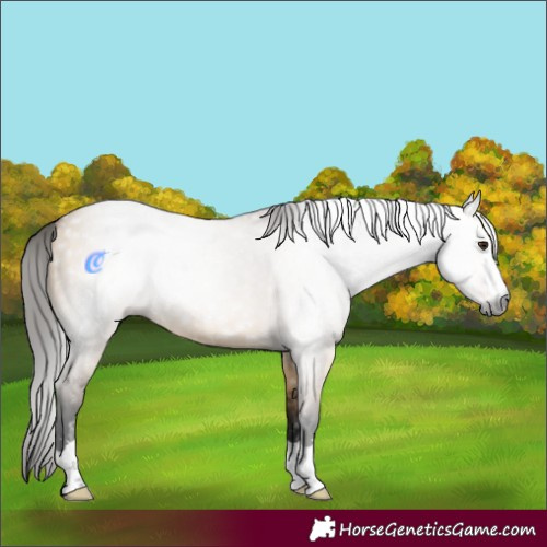 Horse Color:Gray Bay Dun 