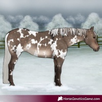 Horse Color:White Spotted Silver Brown Dun Rabicano 