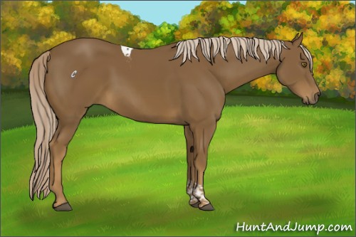 Horse Color:Chocolate Palomino Tobiano Rabicano 