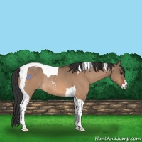 Horse Color:Brown Dun Sabino Tobiano Rabicano 
