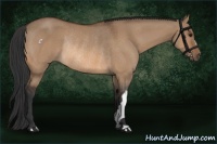 Horse Color:Bay Dun Rabicano 