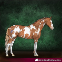 Horse Color:White Spotted Chestnut Splash
