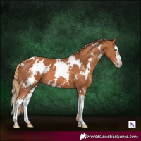 Horse Color:White Spotted Chestnut Splash