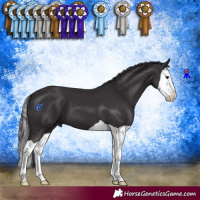 Horse Color:Smoky Black Splash 
